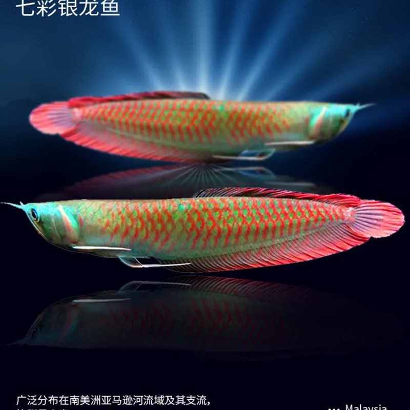 小众高货龙鱼幼苗金龙鱼苗红龙鱼苗银龙鱼苗(随机发货)热带观赏小