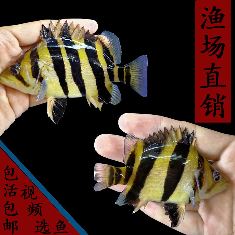 新品印尼三c纹虎鱼泰国泰北虎淡水苏虎杂纹四纹虎观赏鱼练手虎鱼