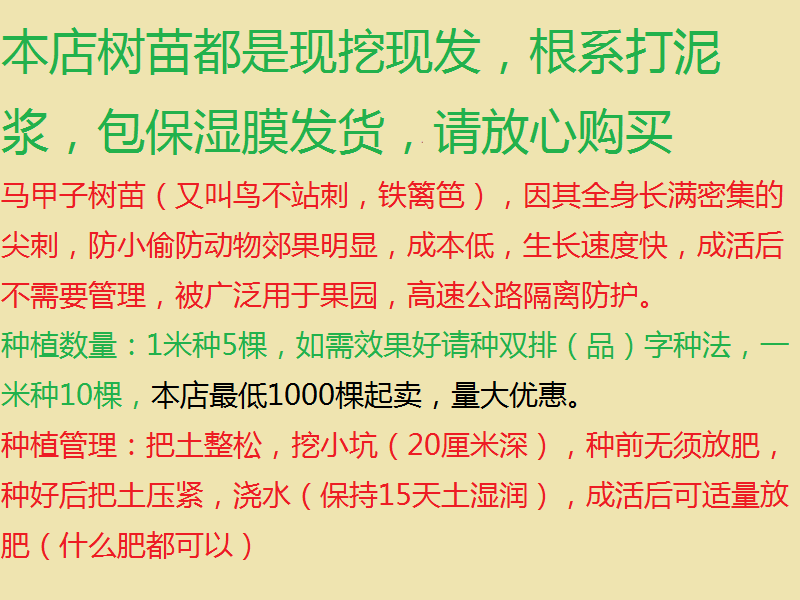 刺树马甲子树苗鸟不站刺苗铁篱笆b果园围栏造刺绿篱防护树量大优