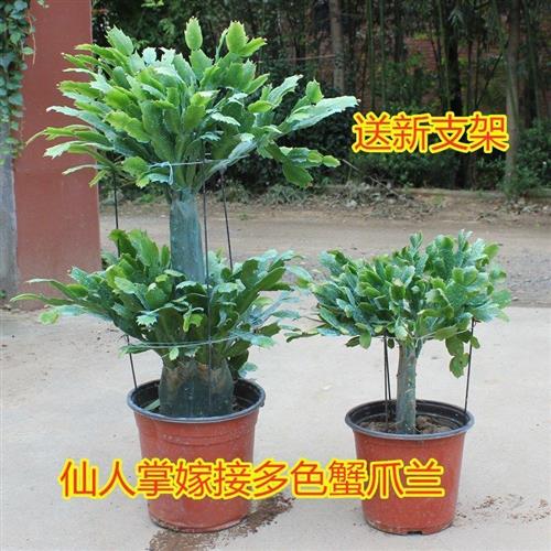 小众高货盆栽四季仙人掌嫁接单双层三层蟹爪兰盆栽植物带根送新支