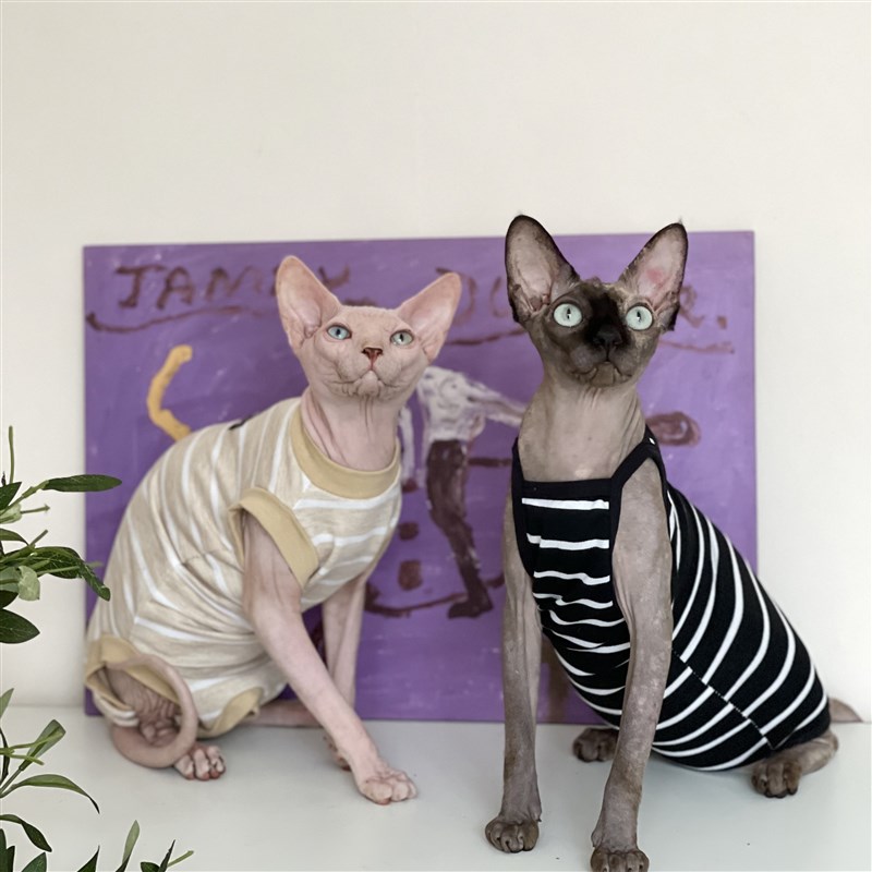 无毛猫衣服夏季薄款吊带纯棉护肚四脚空调房斯芬克斯德文猫衣服