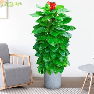 大绿萝盆栽 吸甲醛净化空气植物室内办公室大型绿植客厅卧室耐阴