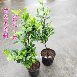 爱茶一族易上手盆栽西湖龙井茶叶树苗I红茶铁观音碧螺春营养钵苗