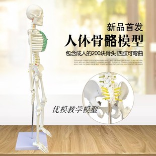 现货速发人体骨骼模型 85CM骨架模型 人体脊柱模型脊椎模型人体骨