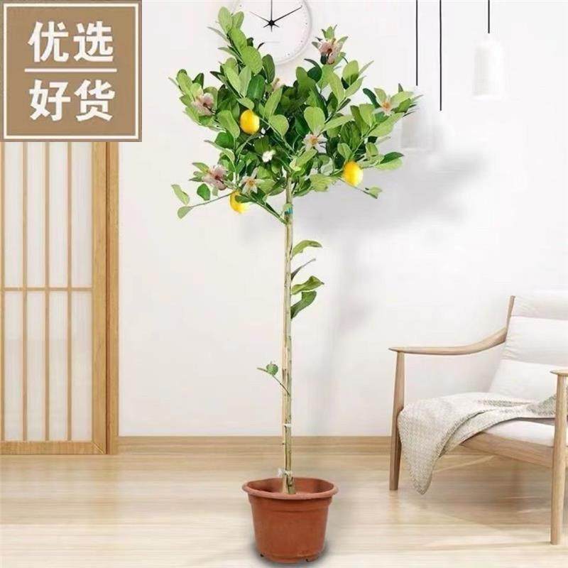 柠水檬树盆栽包邮阳台带果花苞庭树e苗院植物果树绿植室内可食用