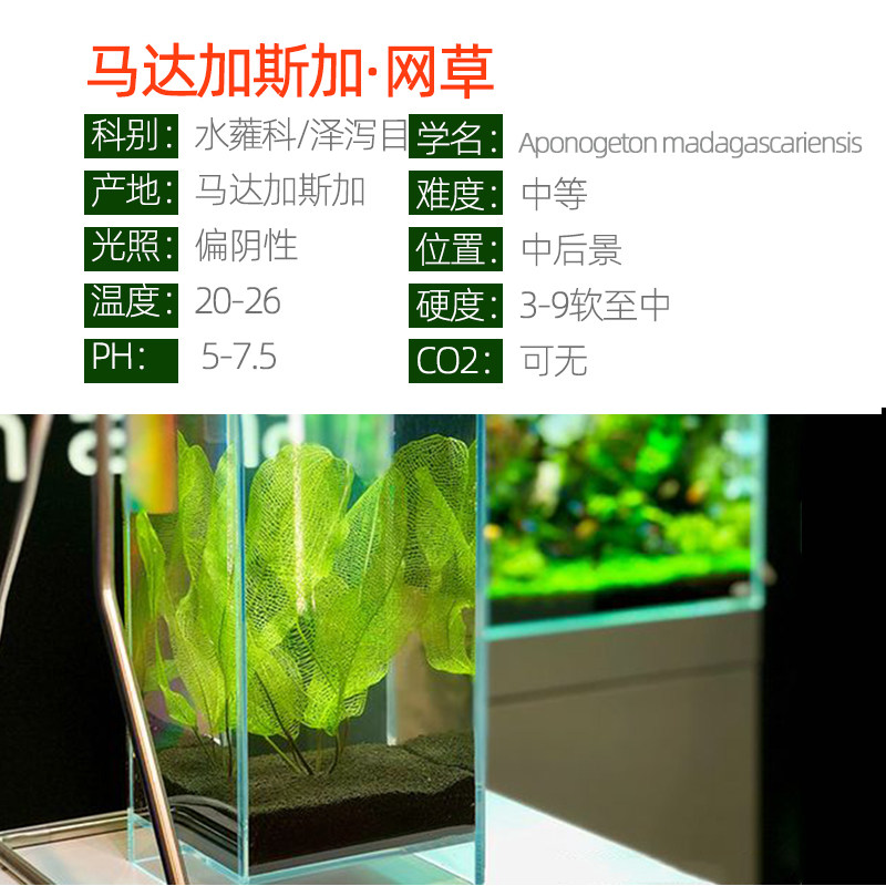 小众高货马达加斯加网草稀有皇冠水草中后景阴性淡水鱼缸造景高端