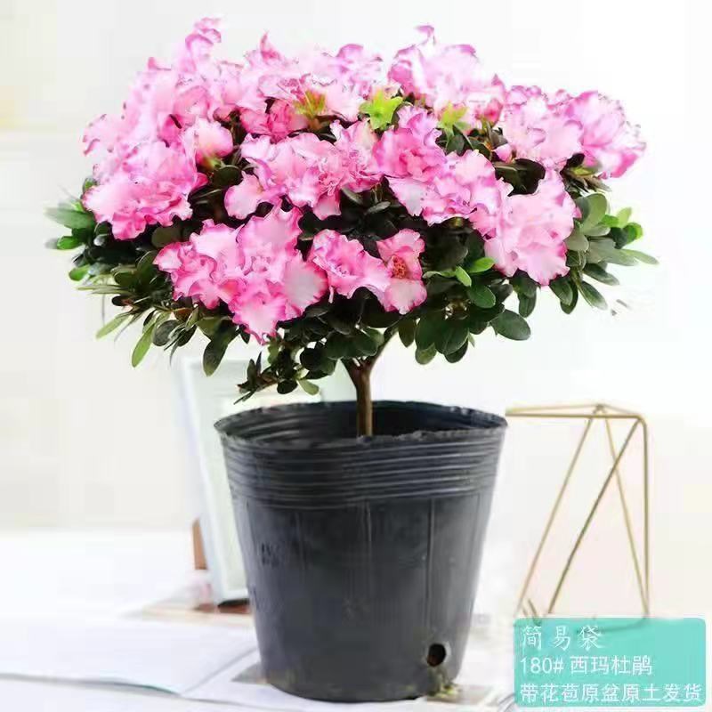 现货杜鹃花盆栽四季开花四季常青室内室外阳台花卉绿植盆景净化空