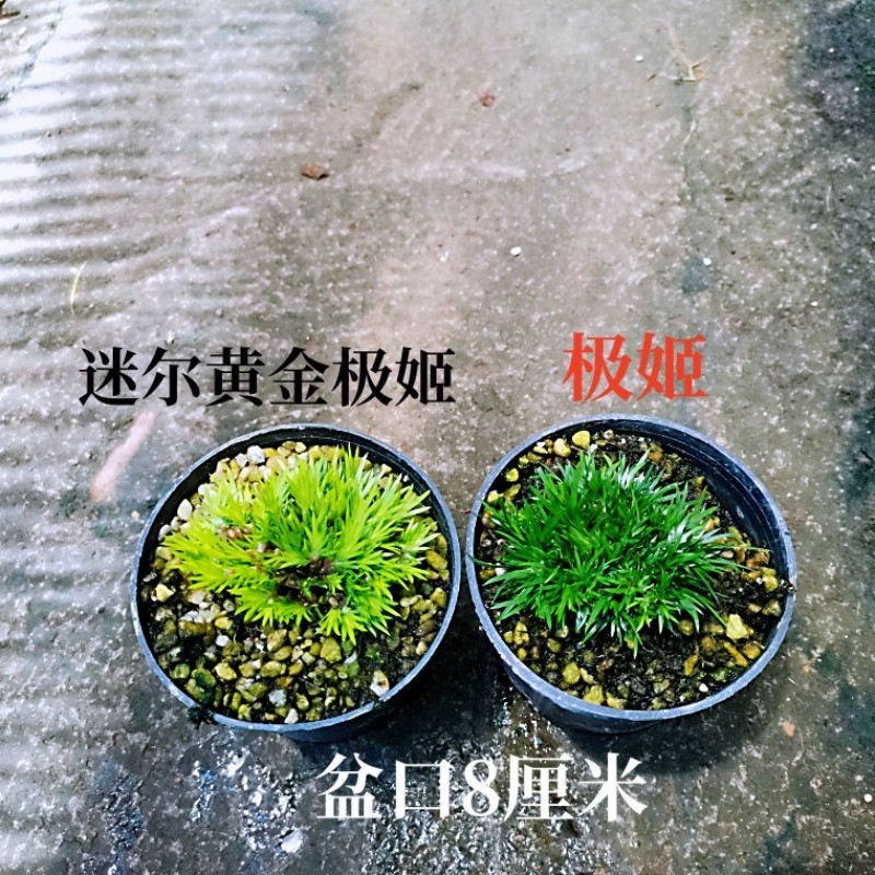 推荐水培好养金钱菖蒲草盆景黄金姬贵船苔龟缸池造景水培附石绿植