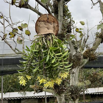 【铁皮石斛板植】雁荡山铁u皮石斛挂板花卉三年生石斛兰红杆苗绿