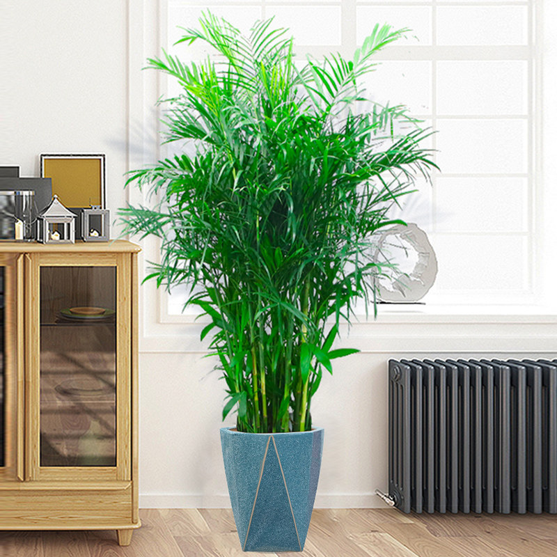 速发富贵椰子室内大型植物花客厅大盆栽办公室绿植落地y花卉散尾