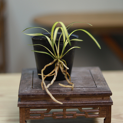 精品兰花苗富贵阳光迷你春兰金黄叶艺黄草花艺双全名贵品种好养活