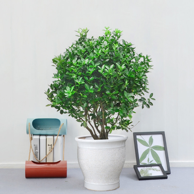 万年青本地万年青绿室外阳台庭院花园常绿观叶植物耐寒盆栽地栽