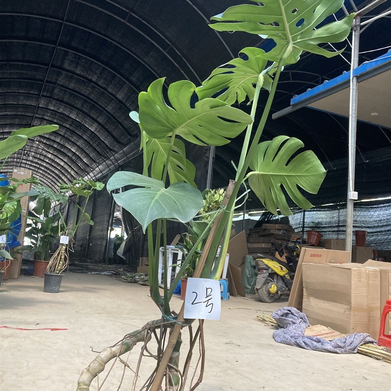 大叶巨型大龟背竹老桩根栽绿植室内物绿植龙鳞一盆拍乐灵园艺