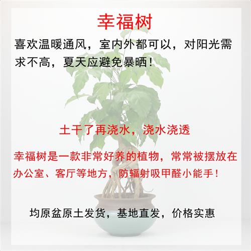 幸福树盆栽室内植物客卉根财宝树四季常青提老桩盆景花厅发绿树