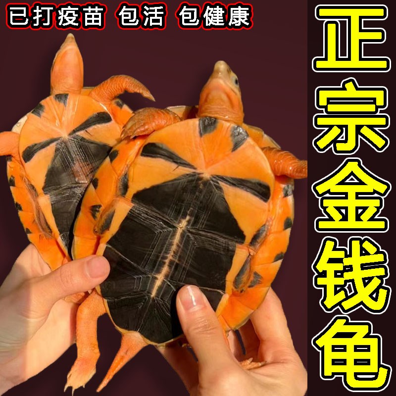 速发正宗纯种金钱龟招财吃菜石金钱龟长寿情侣观赏深水小宠物乌龟