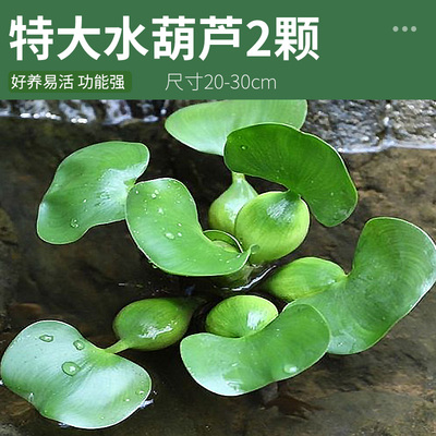 急速发货大号水芙蓉古法养鱼增氧植物水培造景红毛丹浮萍龟缸净化