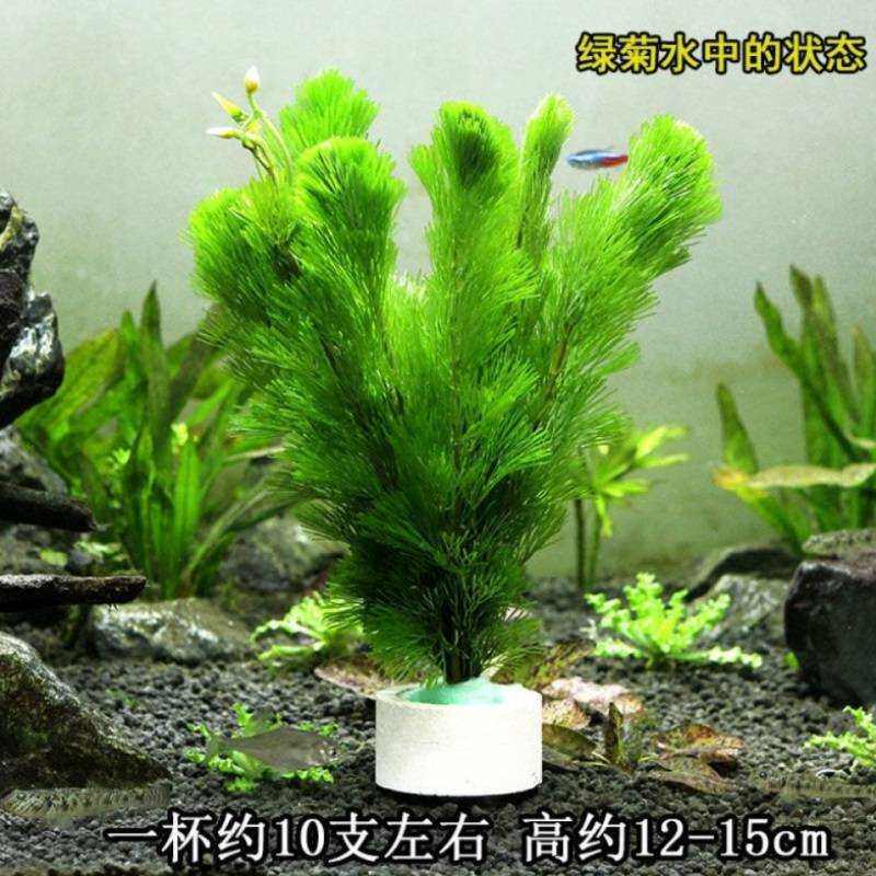 净化水质绿植水草植物 鱼缸水草沉底活无土P水养养鱼草四季淡水