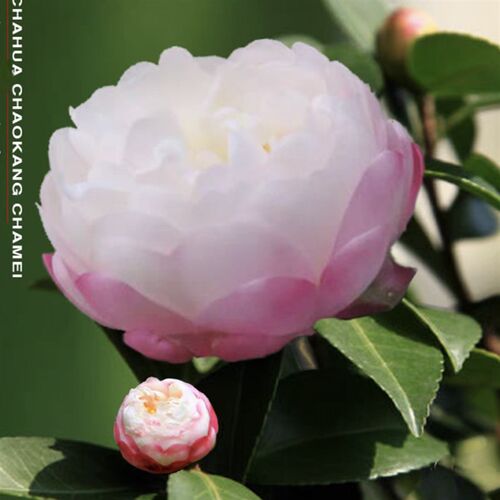 名贵品种英八茶梅带香味好养活开花漂亮花卉盆栽精品室内外绿植