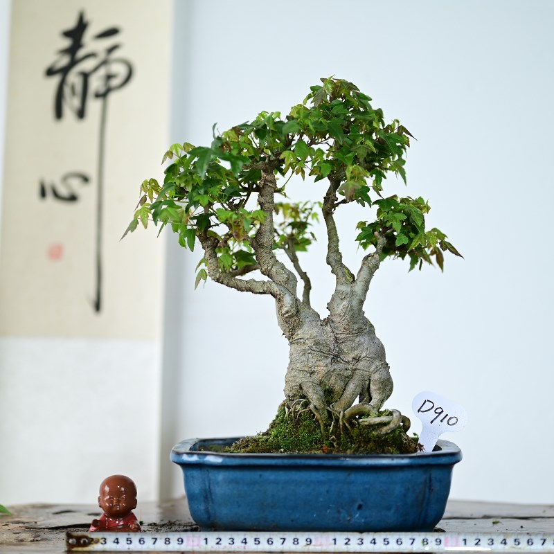 日本唐枫盆景小叶红芽三角枫矮霸小品微型观叶盆栽掌上宝枫树绿植