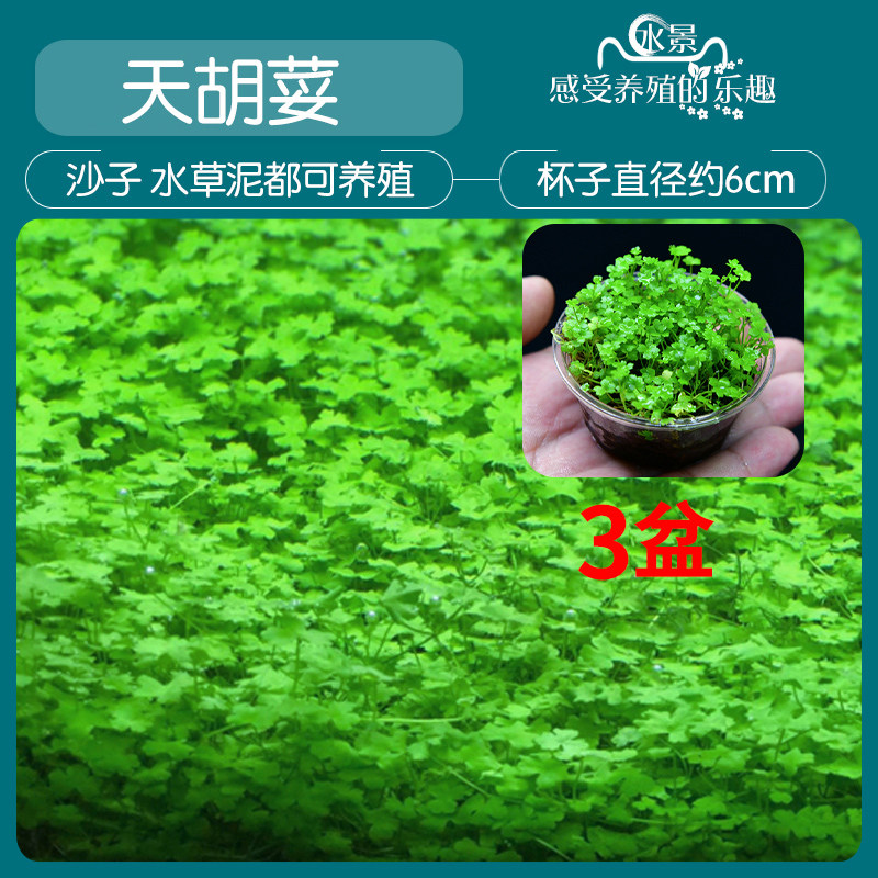 新品天胡荽盆栽鱼缸草坪真水草草前景草天湖葵迷你植物景趴地矮植