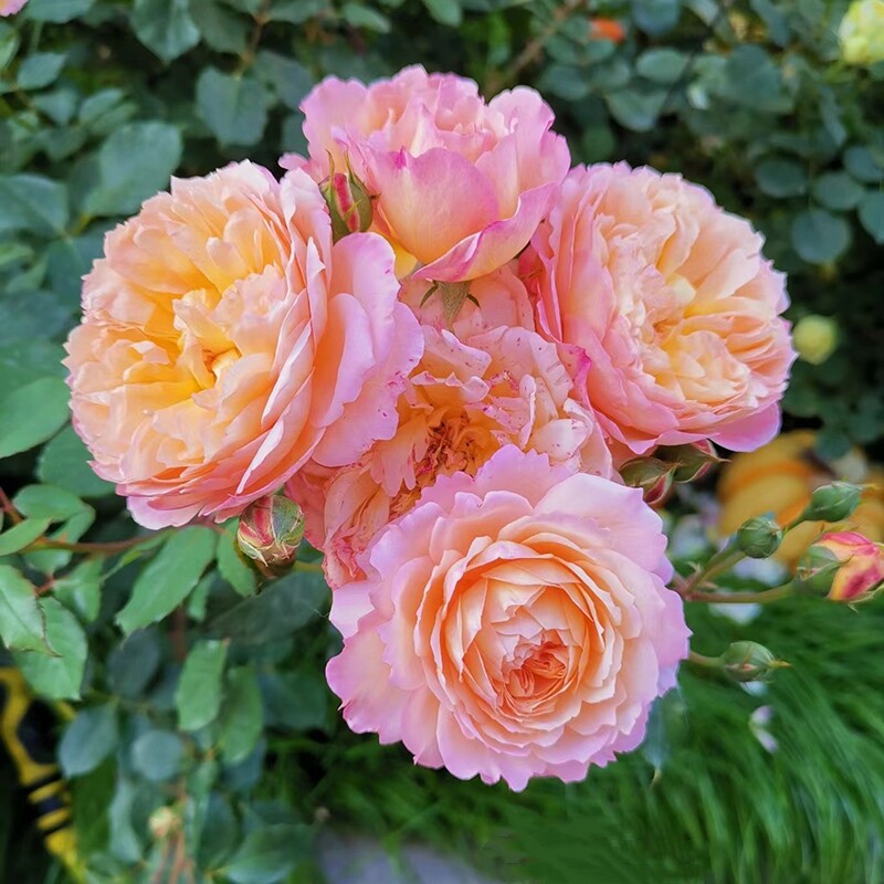 安德烈杜加德藤本月季花苗盆栽阳台四季玫瑰庭院爬藤花卉攀缘蔷薇