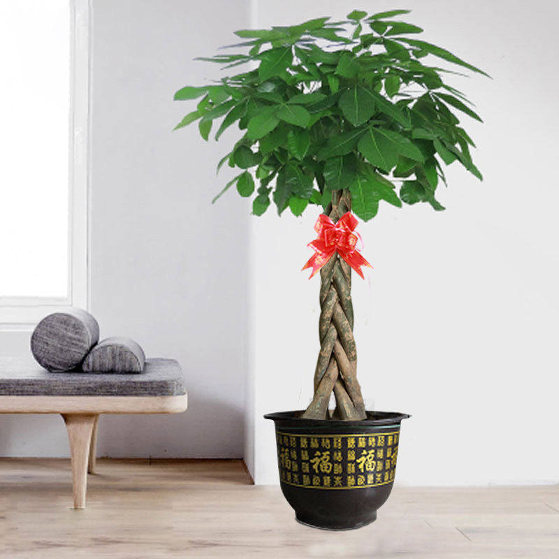 发财树盆栽室内植物客厅办公室大型绿植开业送礼大棵盆景摆件招财