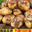 农家t蔬菜洋芋黄皮黄心大土豆马铃薯10斤新鲜 现挖土豆新鲜5斤当季