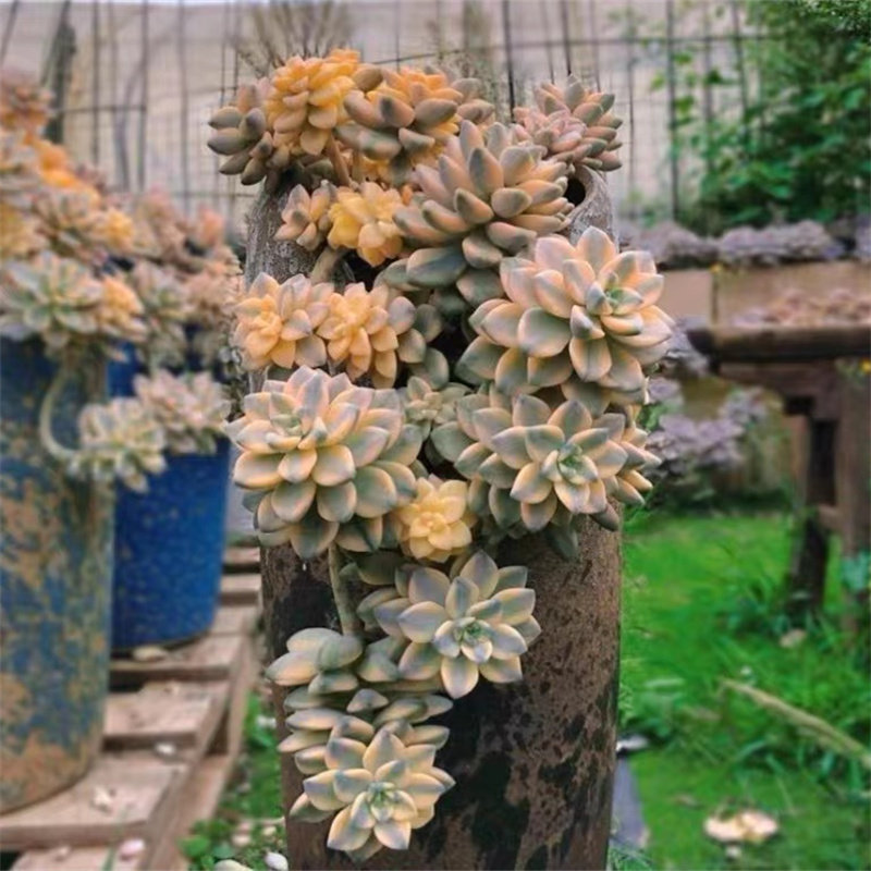 美杏锦 超大群35-40cm悬崖老桩 净化空气易度夏 楼顶阳台都可以