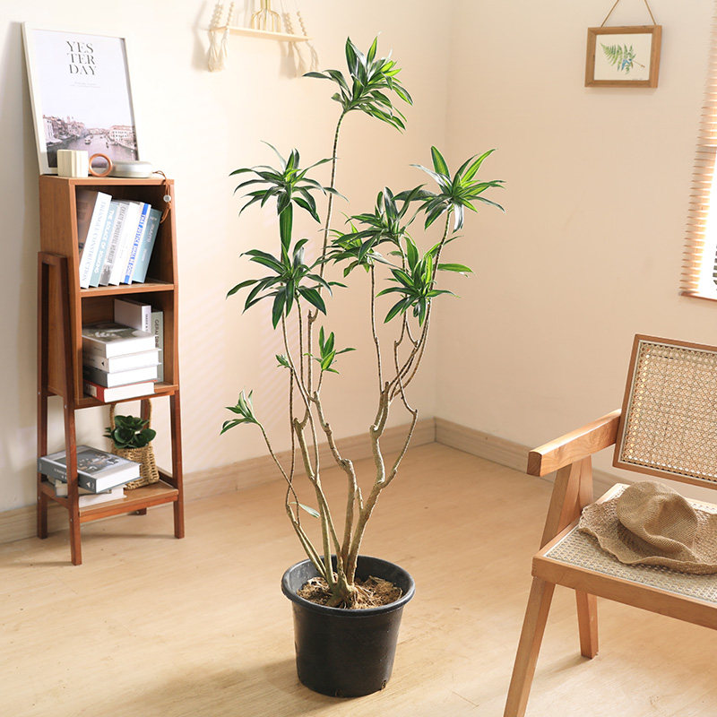 双木林金心百合竹老桩简约造型好养室内大型客厅绿植轻奢阳台植物