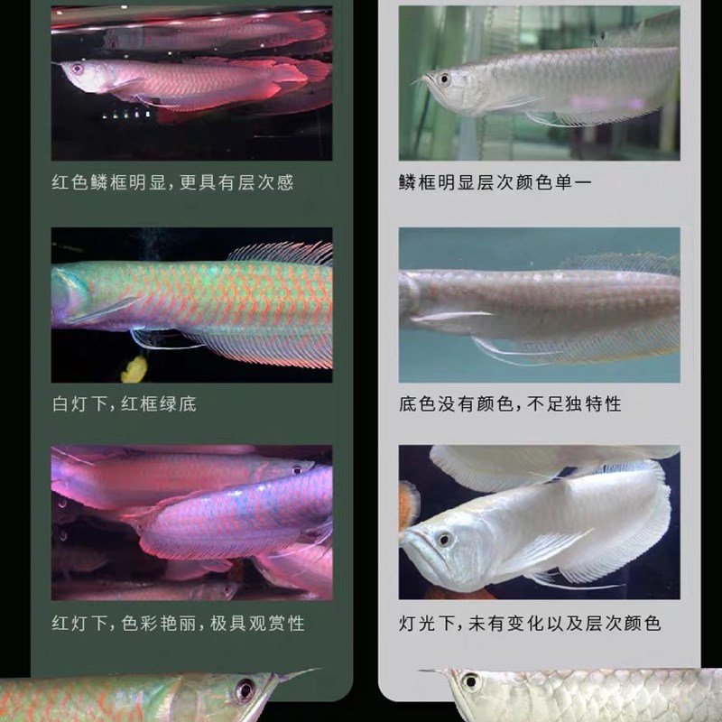 速发七彩银龙鱼活体鱼苗风水鱼金龙鱼红龙鱼黄化银龙鱼热带观赏鱼