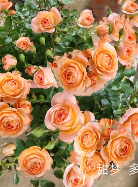 母本特大藤本月季花苗爬藤蔷薇欧月庭院植物花卉玫瑰阳台楼顶植被