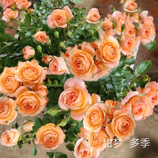 母本特大藤本月季 花苗爬藤蔷薇欧月庭院植物花卉玫瑰阳台楼顶植被