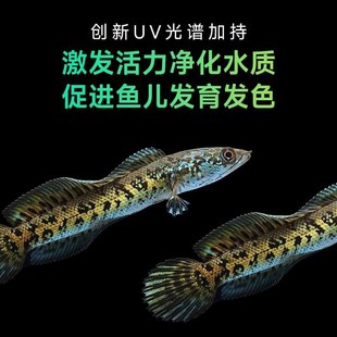 尼特利7系智能筒灯全光谱显色植物灯AT7水草灯仿阳光原生缸爆藻灯