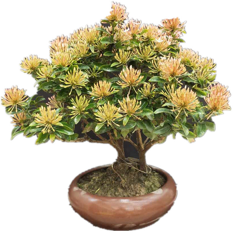 海岛老桩龙船花盆景室内客厅阳台好养小叶仙丹花盆栽一物一拍包邮