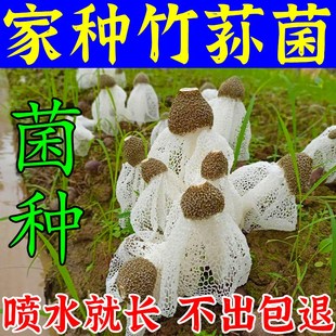 一年出十茬】竹荪种植包竹荪菌种懒人自种可食用蘑菇菌包四季高产
