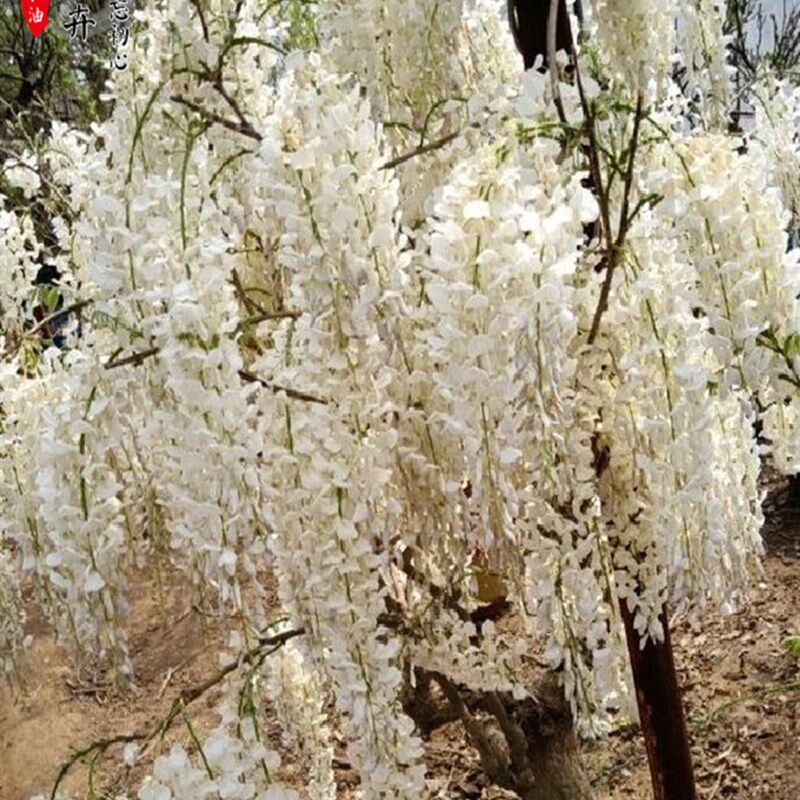 速发麝香藤嫁接高杆紫藤花最香z的品种地栽盆栽爬藤攀爬植物庭院