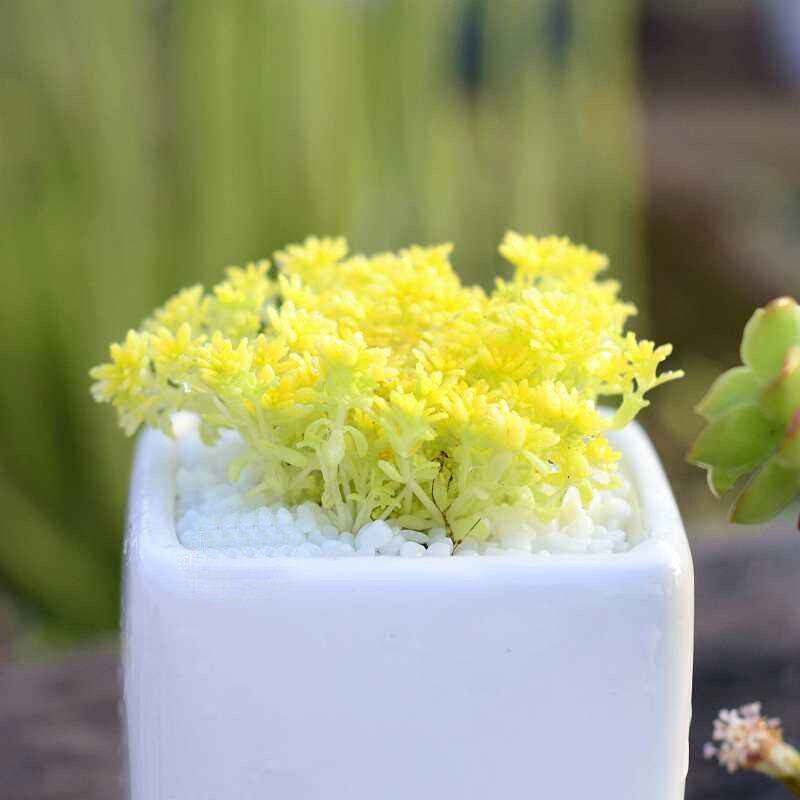 黄金万年草多肉植物小盆栽室内四季易活肉肉老桩蒂亚佛珠花卉绿植