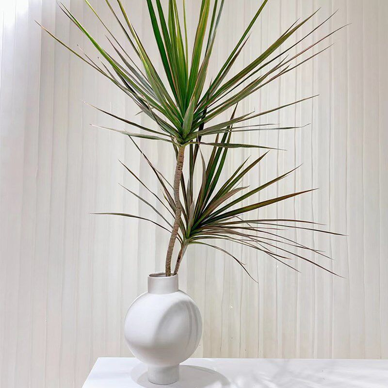 千年木水培植物花卉观叶绿植马尾铁七彩铁l客厅办公室净化空气好