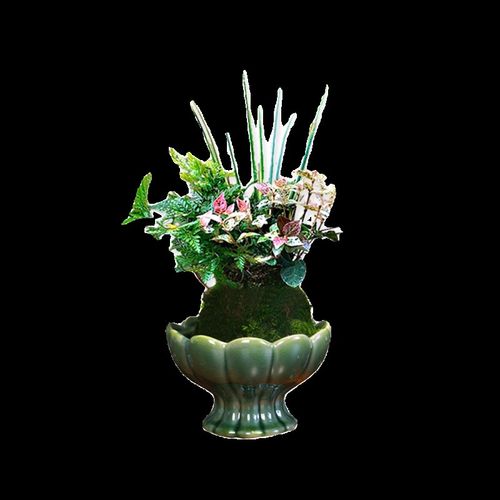 水培苔藓球花叶络石植物盆栽新中式室内客厅茶桌办公桌面好养绿植