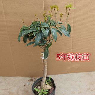 跨境新款桂花树苗浓香花卉盆栽y易活阳台办公室内庭院绿化金桂带