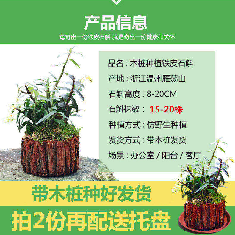 新品石斛苗种铁皮石斛苗带木桩(拍2送托盘)三年生栽正宗可食用霍