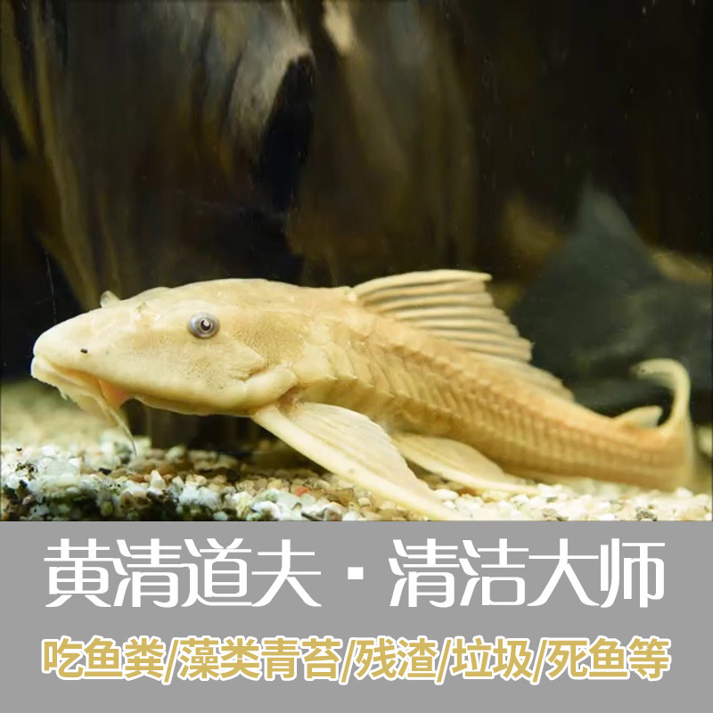 速发大型女王清道夫鱼缸清洁工具观赏热带鱼专吃屎垃圾粪便清理藻