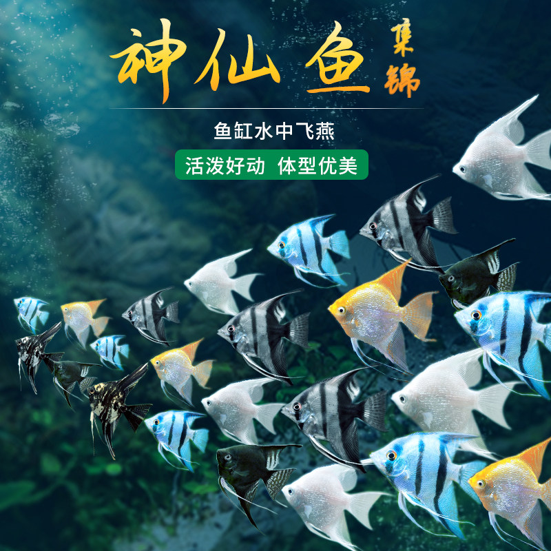 速发鱼苗观赏鱼七彩神仙鱼热带大型燕鱼秘鲁埃及好养淡水小型鱼小
