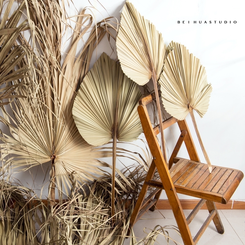 蒲葵叶干~棕g33榈叶干~蒲扇叶干~扇葵叶干铁树叶干c蒲葵叶~芭蕉扇