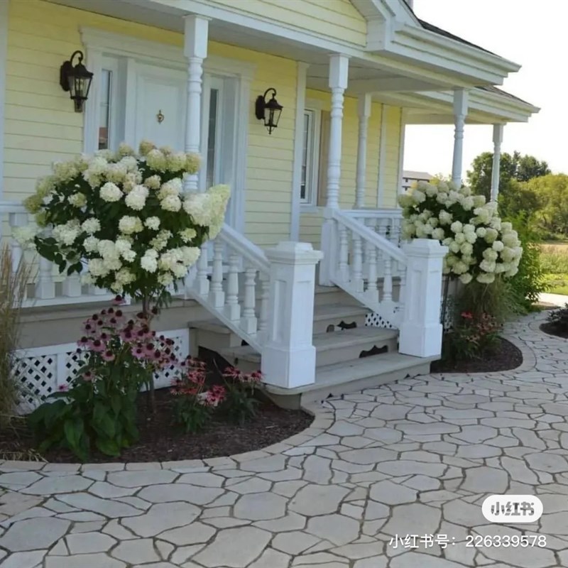 棒棒糖圆锥绣球香草草莓阳台花园盆栽地栽耐寒耐晒好养开花苗包邮