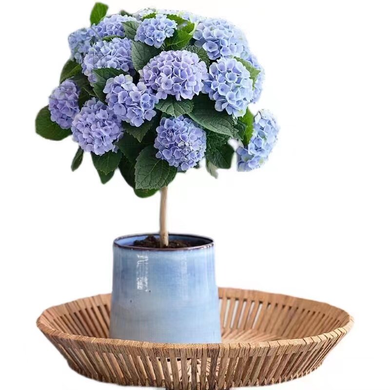 魔幻革命绣球棒棒糖庭院阳台盆栽八仙花大花球小空间新奇独特植物