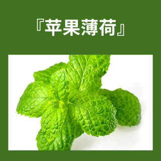 急速发货薄荷水培植物办公室内绿植盆栽可食用迷迭香驱蚊除甲醛四