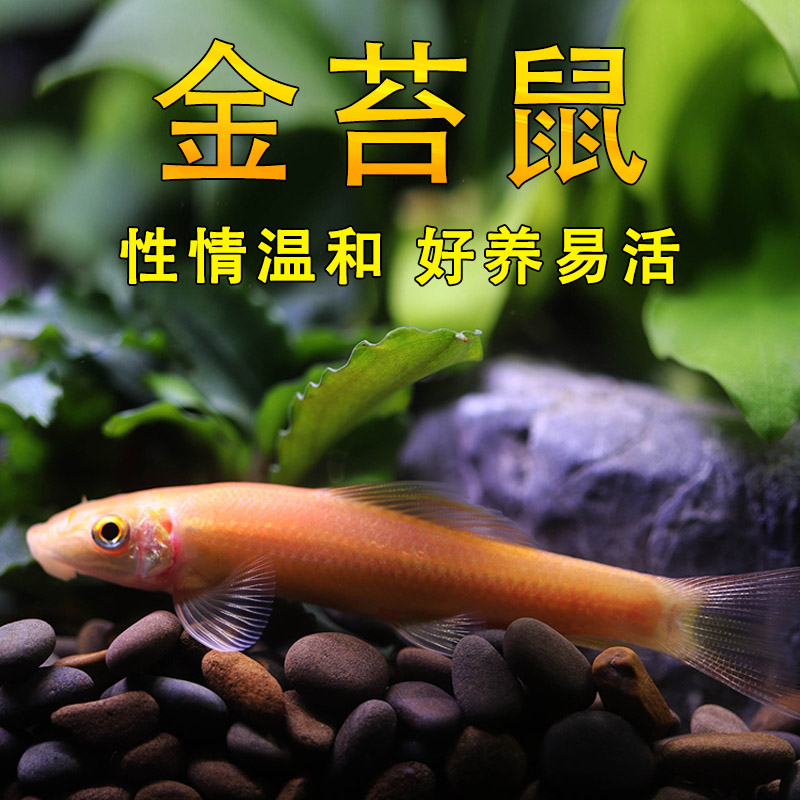 速发观赏鱼清道夫鱼金苔鼠除藻工具鱼淡水好养鱼缸清洁工热带鱼吃