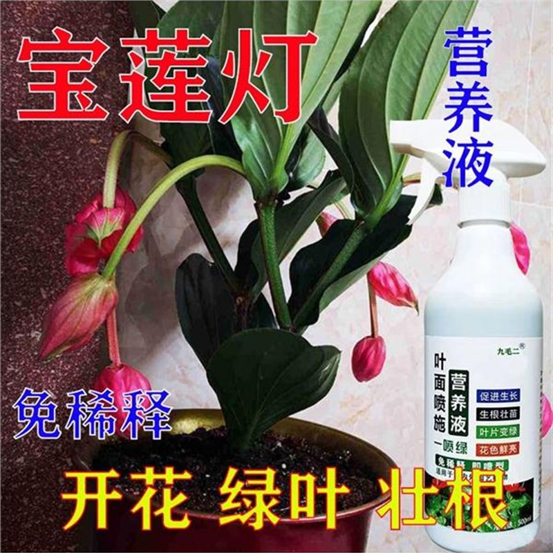 宝莲灯专用肥宝莲花营养液肥料室内家用盆栽植物花卉绿植水溶开花