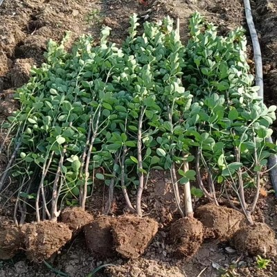 四季常青丛生北海道黄杨绿篱围栏围墙篱笆植物冬青树苗庭院绿化苗